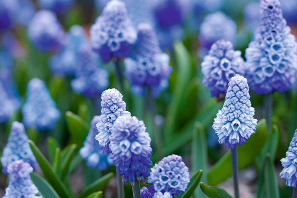 Muscari azureum