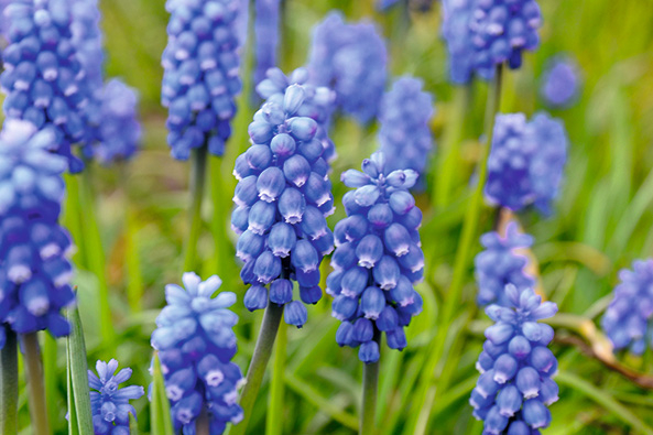 Traubenhyazinthen für den Garten