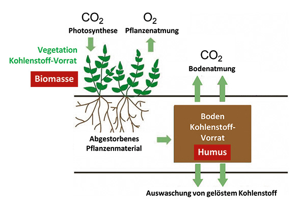 Warum unsere Böden so wichtig für den Klimaschutz sind