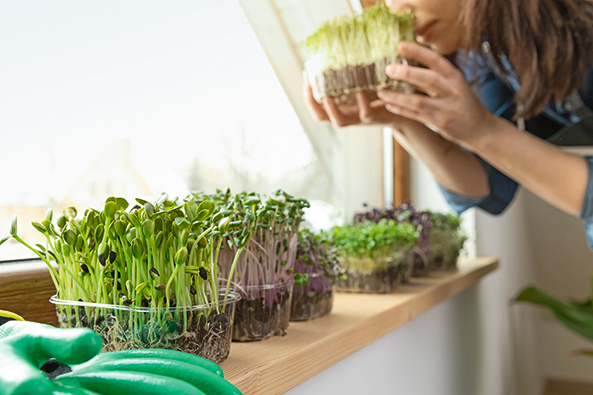 Microgreens und Sprossen