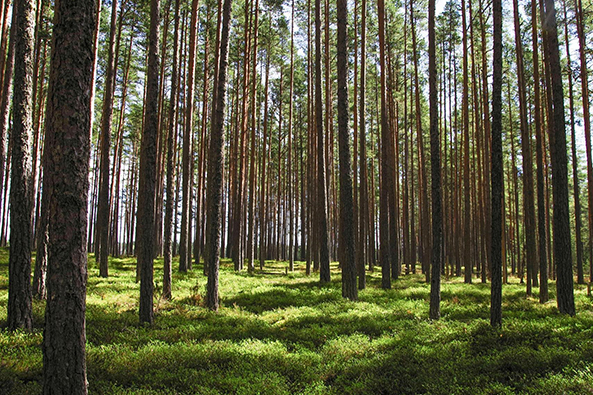 Holz ist ein erneuerbarer Rohstoff