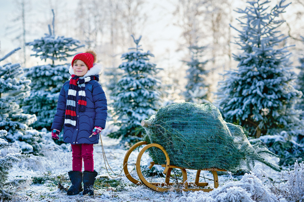 Weihnachtsbaumplantage