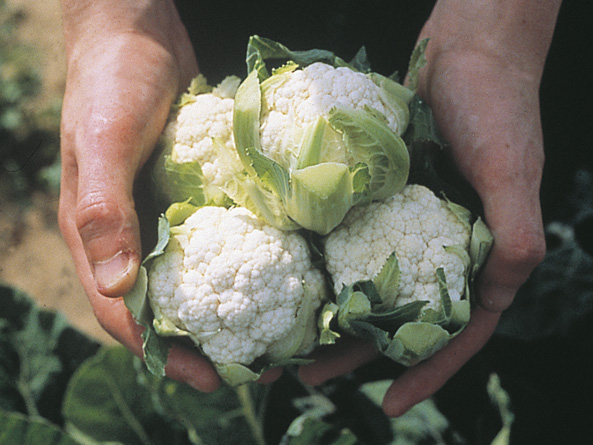 Blumenkohl Cauliflower ’Candid Charm’