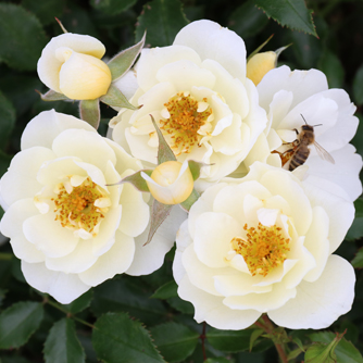 ‘Bienenweide Ivory’ Kleinstrauchrose