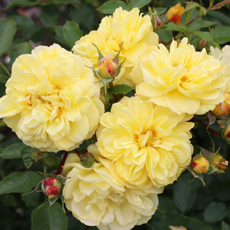 ‘Golden Fleece’ Kleinstrauchrose