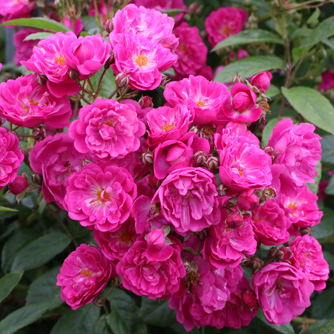 ‘Perfumy Siluetta’ Kletterrose