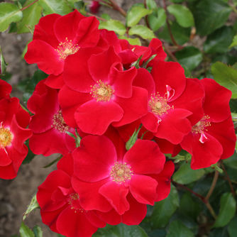 ‘Scarlet DRIFT’ Kleinstrauchrose