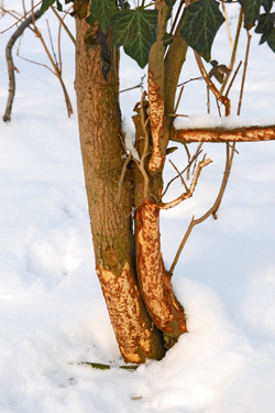 Wildverbiss an Gehölzen