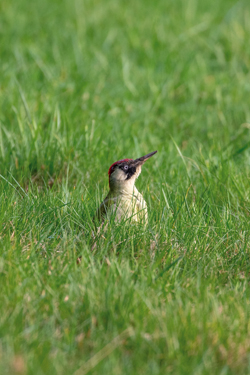 Grünspecht (Picus viridis)