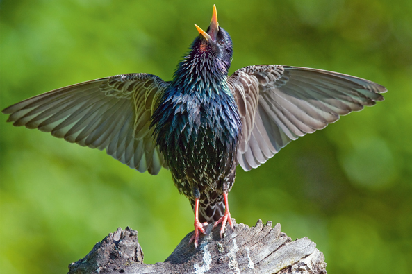 Vogelgesang im Garten