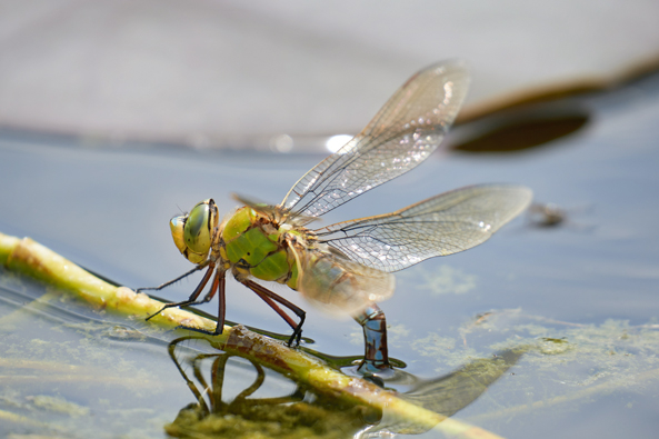 Gartenteiche und Wasserstellen