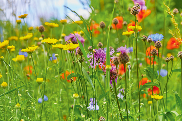 Blumenwiesen anlegen