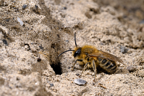 Sand für Insekten