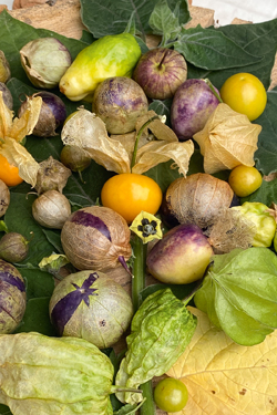 Physalis sind vielfältig!