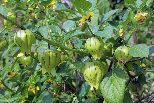 Tomatillo mit großen Früchten