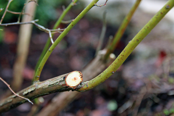 Heidelbeeren verjüngen