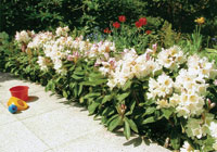 Rhododendron-Sorte ‘Inkarho® Dufthecke‘ von Inkarho