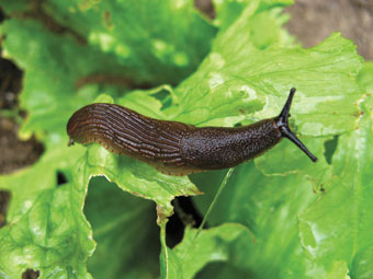 Nacktschnecken schädigen Salat- und Gemüsepflanzen