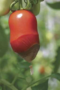 Blütenendfäule an Tomaten