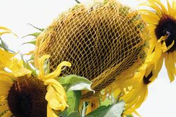 Sonnenblumen mit Netzt schützen