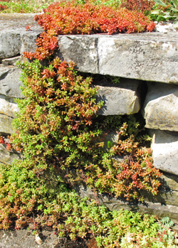 Trockenmauer mit Sedum bewachsen