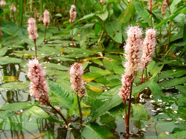 Wasserknöterich