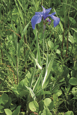 Iris laevigata