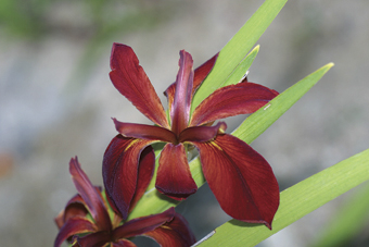 Terrakotta-Schwertlilie (Iris fulva)