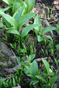 Bärlauch in den Garten holen