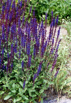 Salvia nemorosa ‘Caradonna’