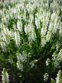 Salvia nemorosa ‘Adrian’