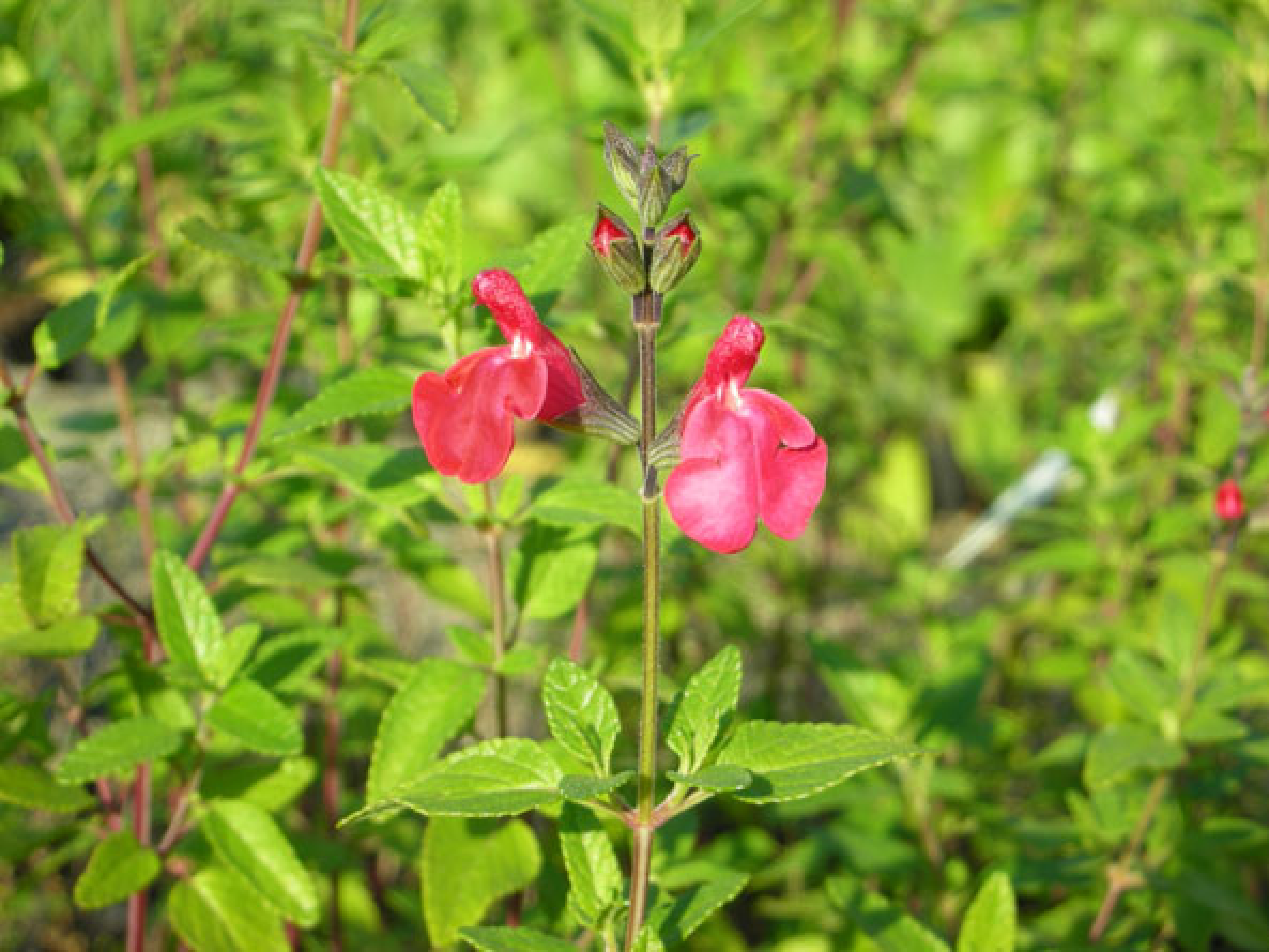 Johannisbeersalbei Salvia microphylla