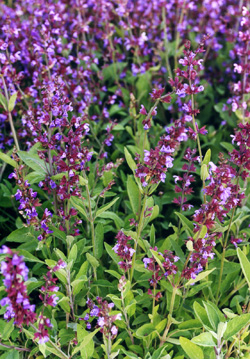 Gewürzsalbei Salvia officinalis