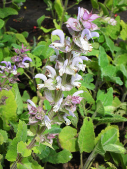 Muskatellersalbei Salvia sclarea