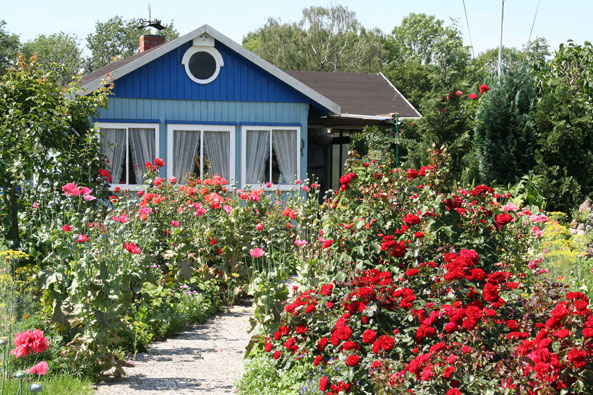 Kleingarten mit Rosen