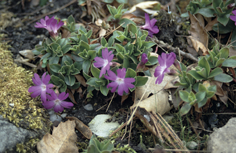 Clusius-Schlüsselblume