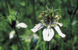 Nigella sativa