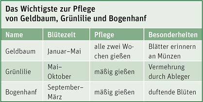 Pflege von Geldbaum, Grünlilie und Bogenhanf