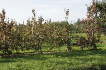 Birnbäume auf den Versuchsfeldern