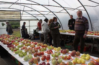 Zahlreiche alte Obstsorten