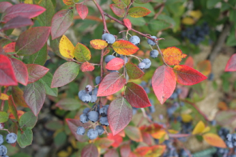 Heidel- oder Blaubeeren