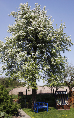 Obstbaum