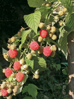 Herbsthimbeeren