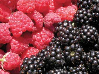 Brombeeren und Himbeeren