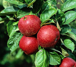 Apfel ‘Altländer Pfannkuchen’