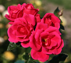 Rose Gartenfreund