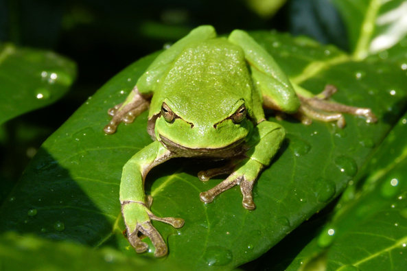 Der Laubfrosch braucht Hilfe