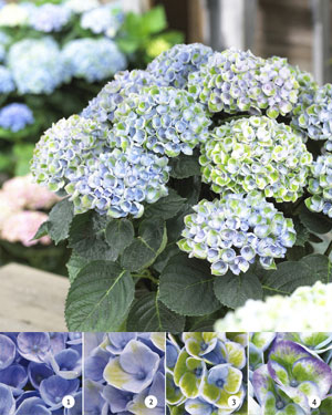 Bauern-Hortensie Magical® Four Seasons