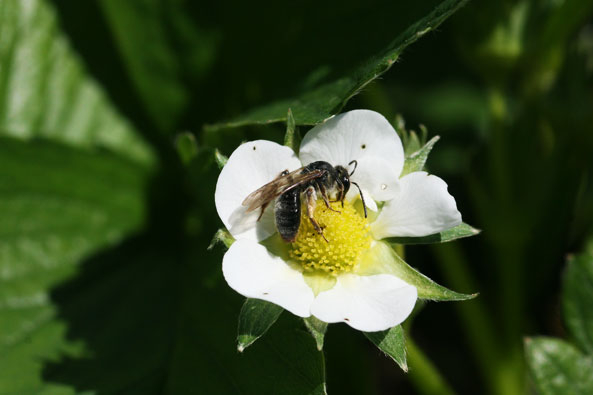 Bienen erhöhen Qualität der Früchte