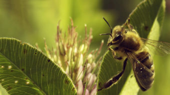 Bienen in Gefahr